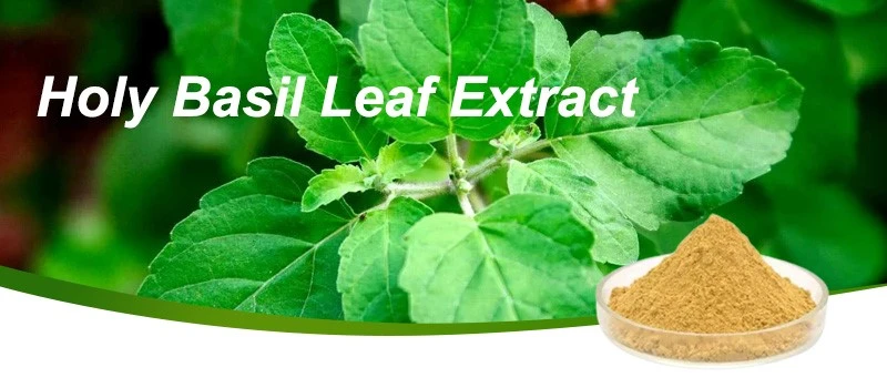 Basil Leaf Extract-1 Basil Leaf Extract-1