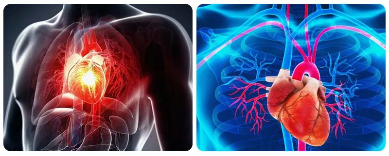 Rutin powder Rutin powder