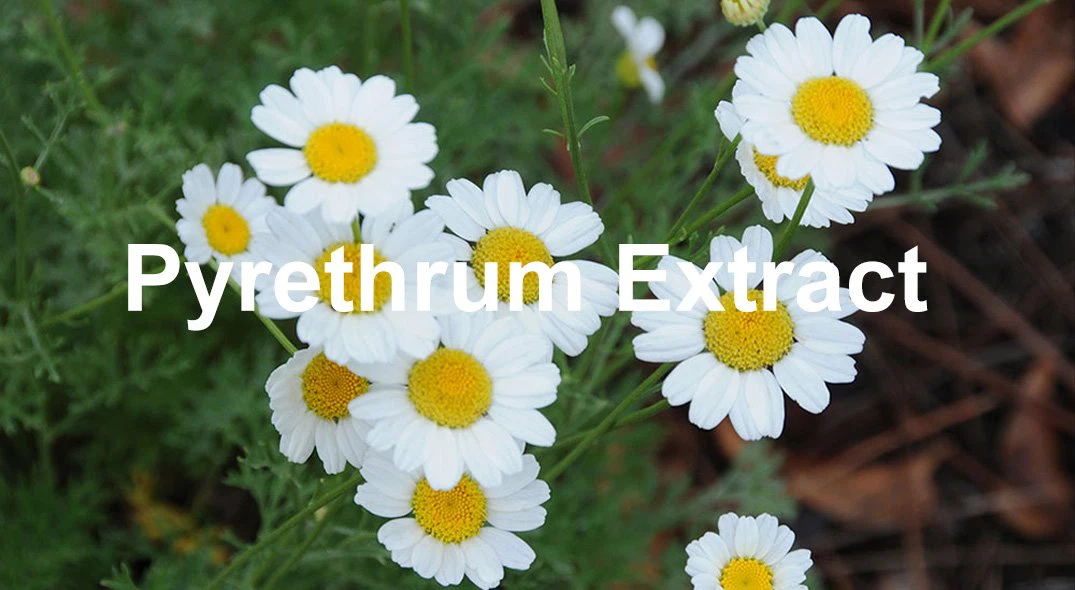 product-1075-590 Pyrethrum Extract 5